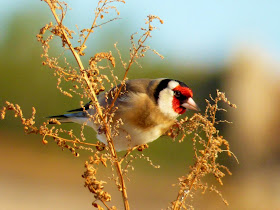 Carduelis carduelis