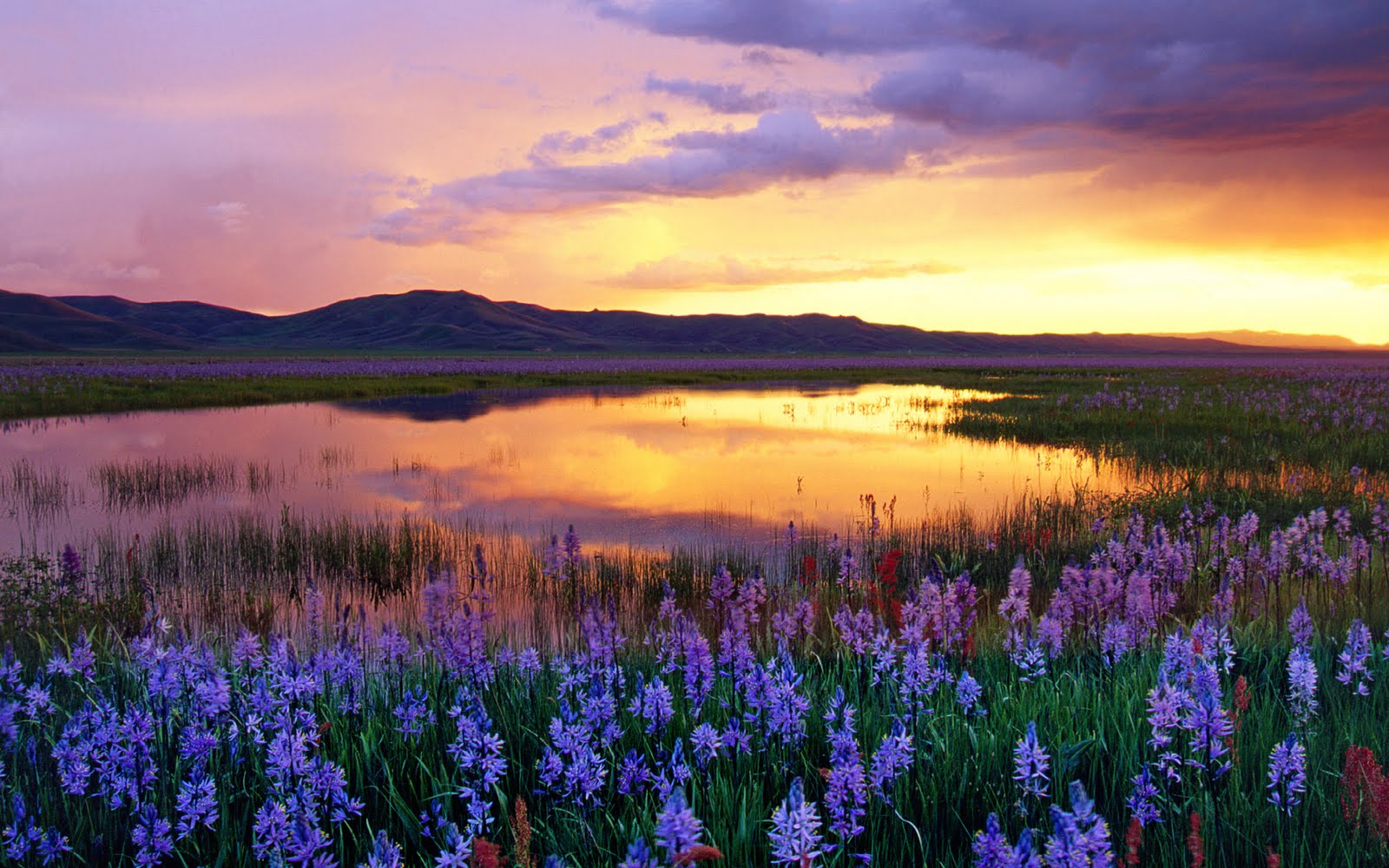 http://1.bp.blogspot.com/-6coLy4K_CSU/TbGBTALXvzI/AAAAAAAADGU/nEWwUkNn34k/s1600/Desktop+Wallpaper+Dell+%2528108%2529.jpg