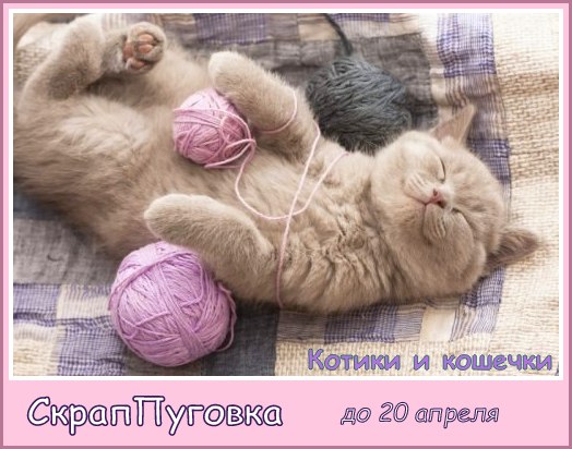 задание Котики и Кошечки