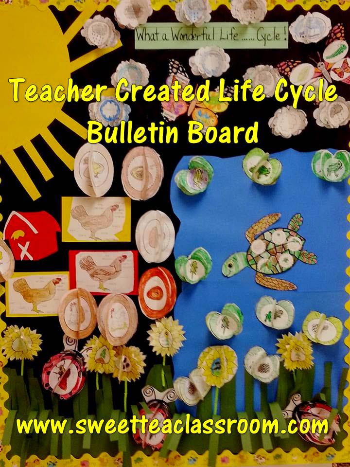 Sweet Tea Classroom Life Cycle Bulletin Board