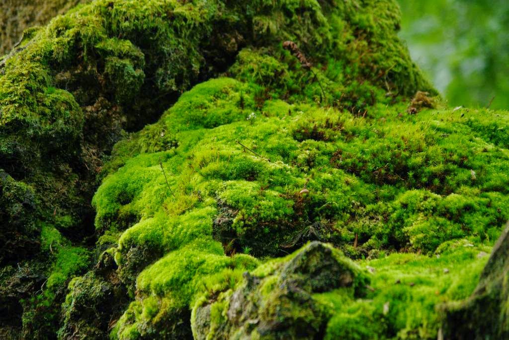 Viajando El bosque encantado de Ucieda Cantabria