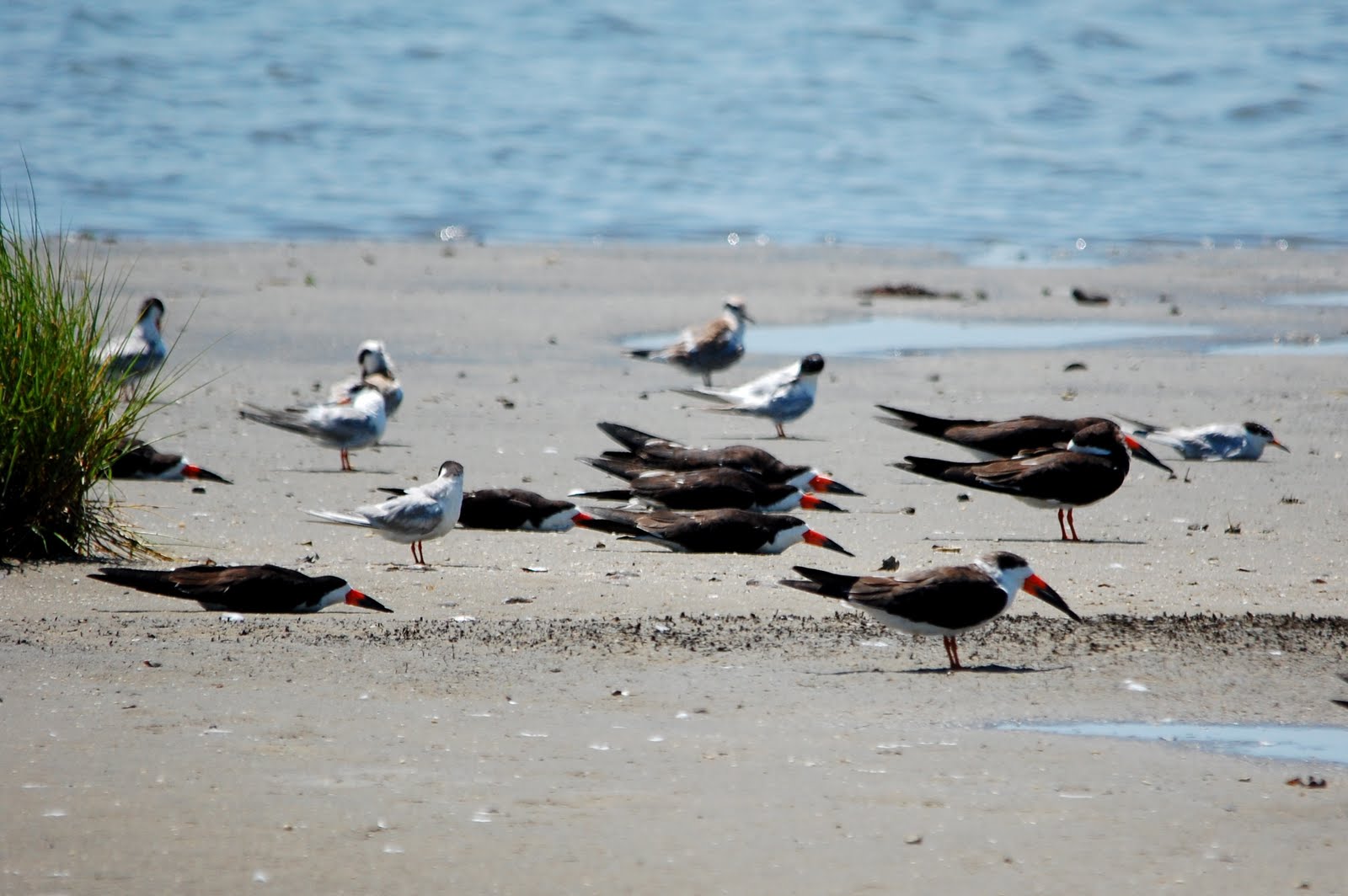 Urban Wildlife Guide Black Skimmers Take a Rest