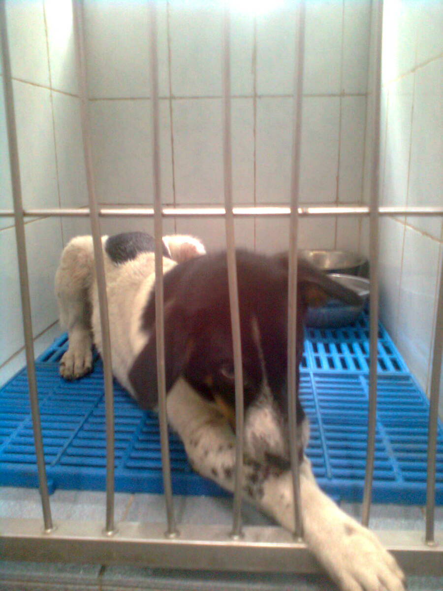 3 female dogs spayed AnimalCare