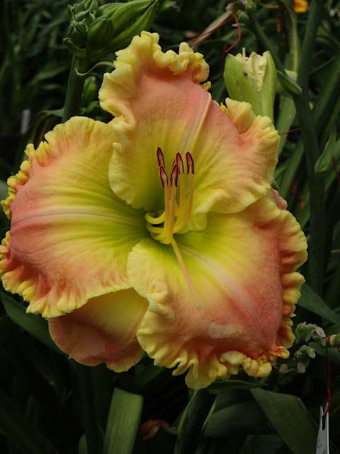 Great color in daylilies! | Defining what IT is... | a girl and her