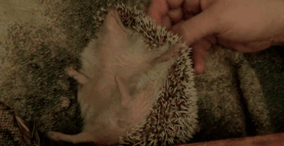 Amazing Creatures: Funny animal gifs - part 143 (10 gifs)