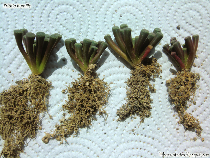 Frithia+humilis_009.jpg