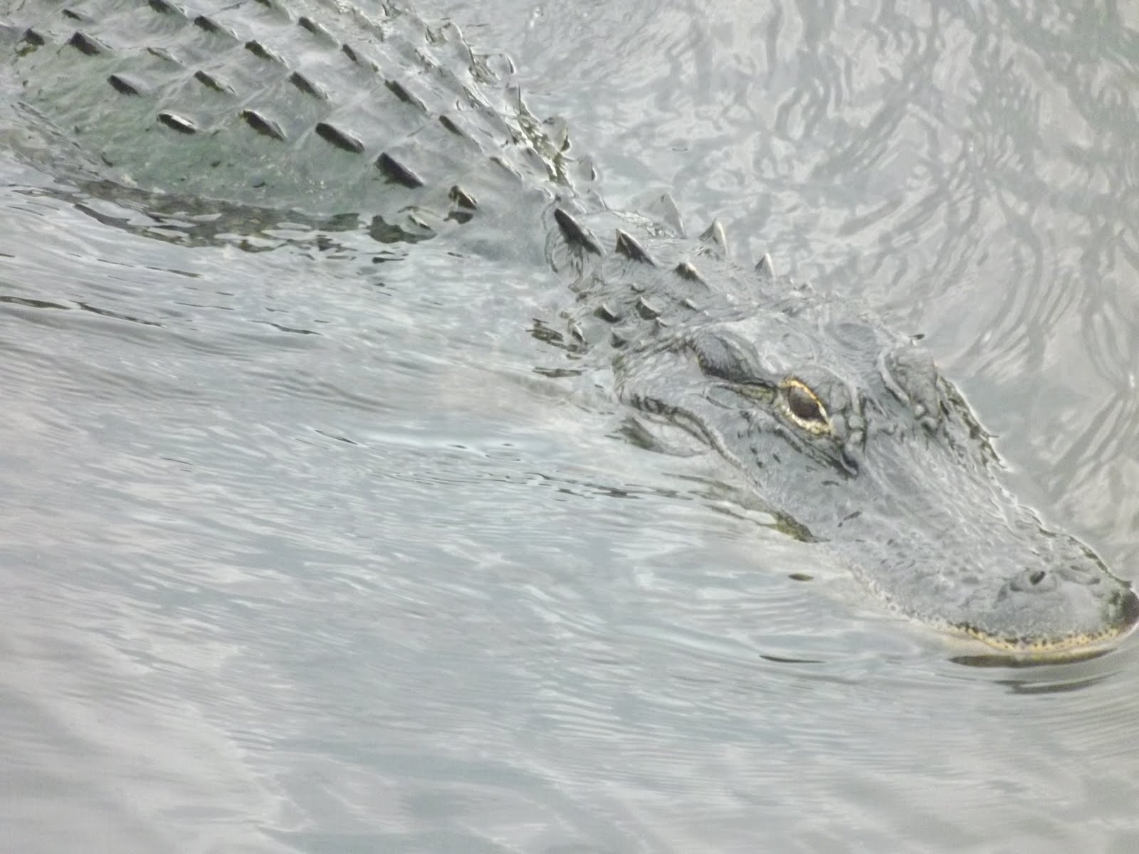 Wild Alligators in Virginia?