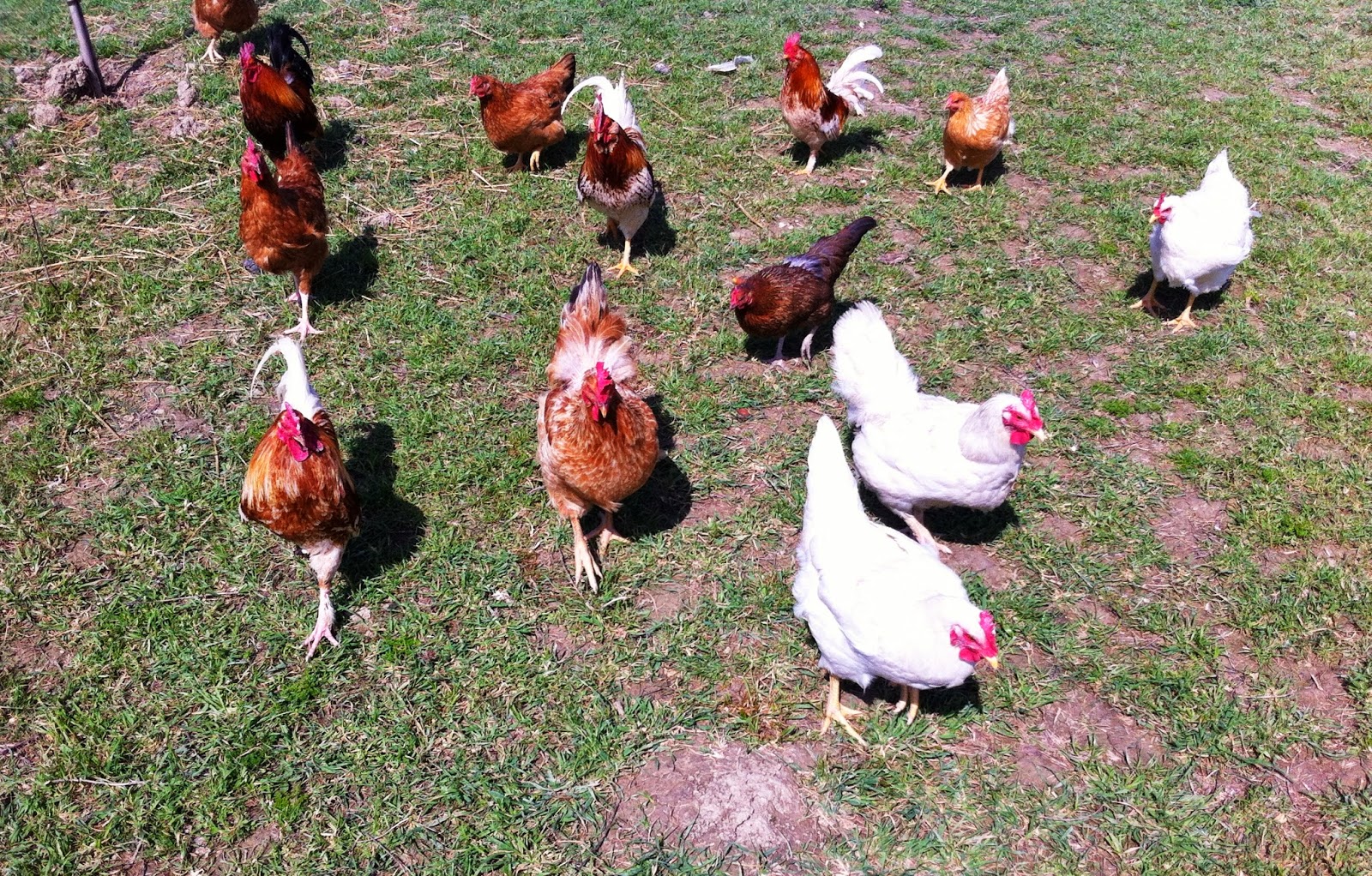 Business plan allevamento galline 07 image