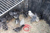 our new baby chickens some of them