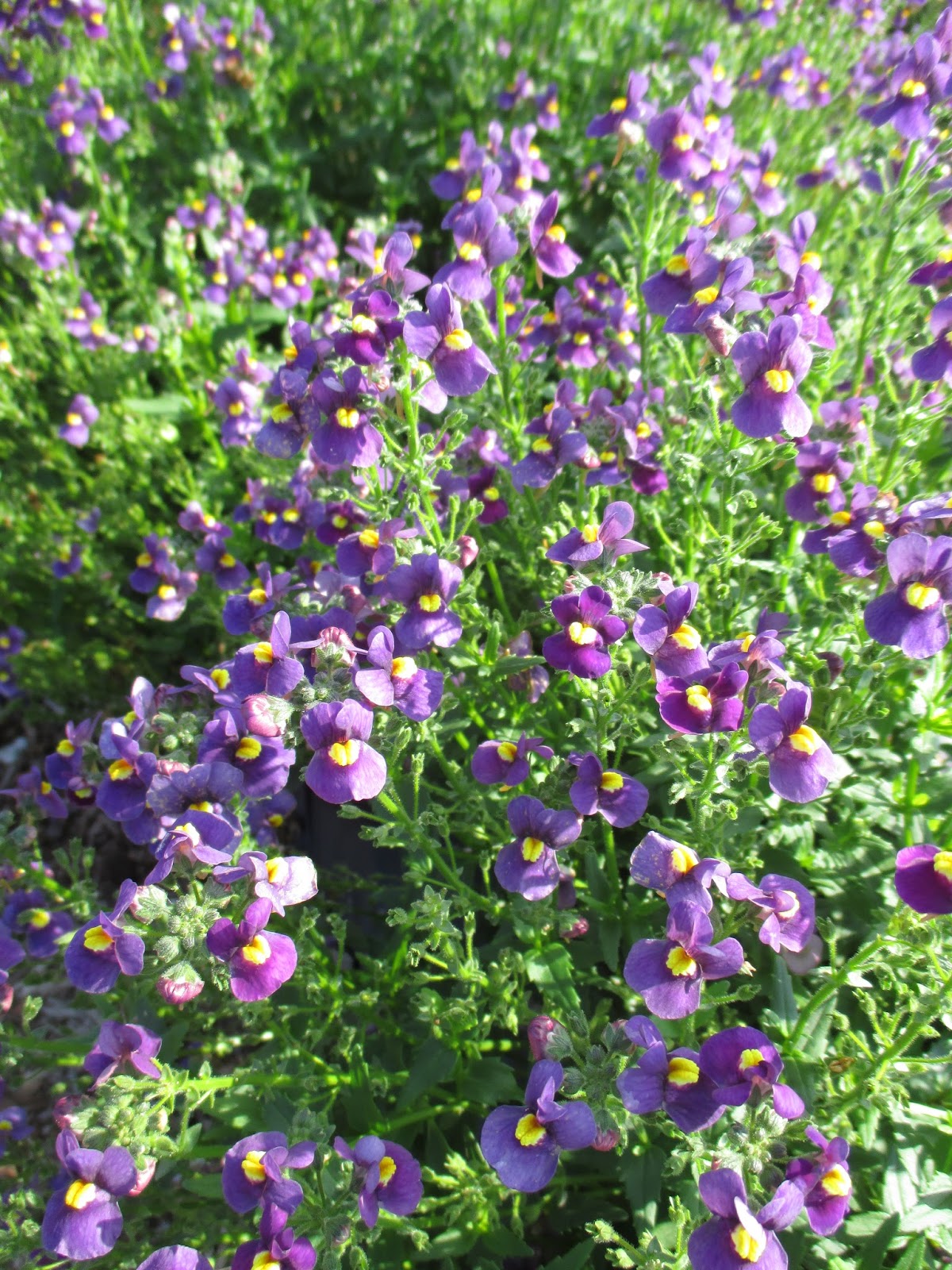 A Guide To Northeastern Gardening 18 Summer Blooming Shrubs For