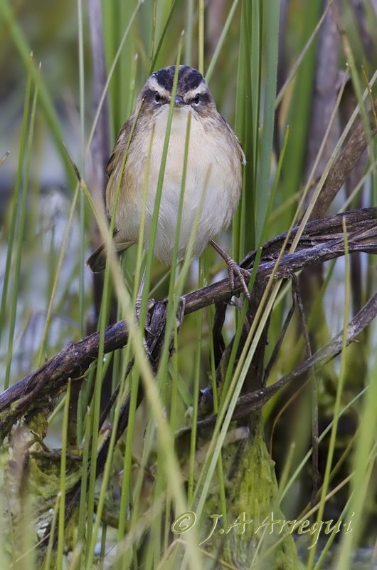 Carricerín común, Acrocephalus schoenobaenus, Sedge Warbler Carricerín común, Acrocephalus schoenobaenus, Sedge Warbler