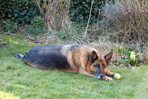 "Hunde würden länger leben, wenn..."