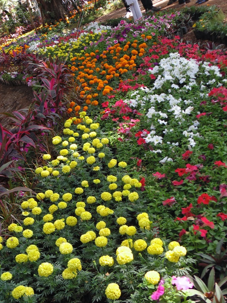 Design Green India: A visit to annual flower show 'Buds N Blooms' at
