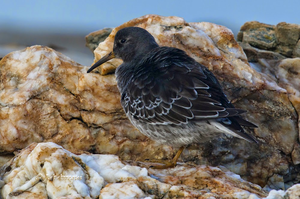 Correlimos oscuro, Calidris maritima, Purple Sandpiper Correlimos oscuro, Calidris maritima, Purple Sandpiper