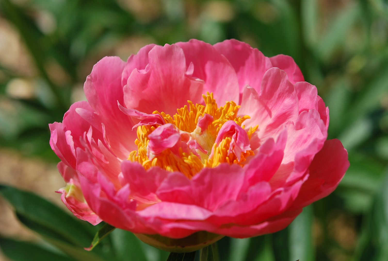 Southern Peony 2012 Peony Blooms Very Early to Early Mid Weeks 13