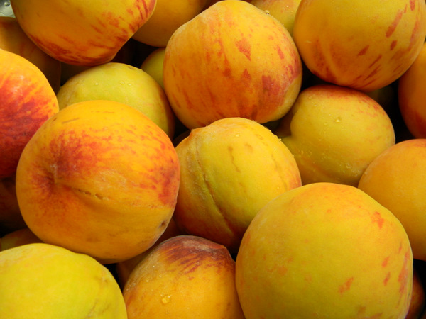 FUN Stevia - Forside