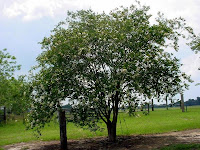 NatchezCrapeMyrtle