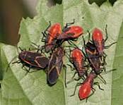 long black bug with red stripes long black bug with red stripes