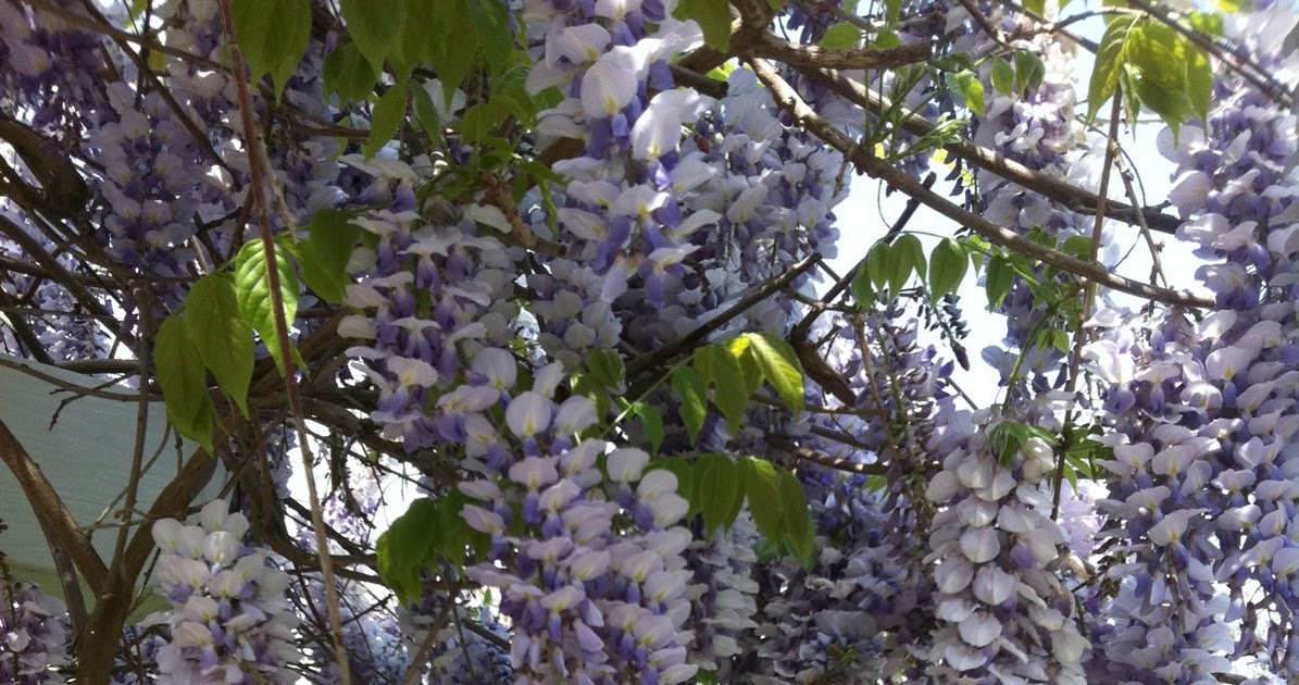 Cherish Home Everyday Wisteria Snow!