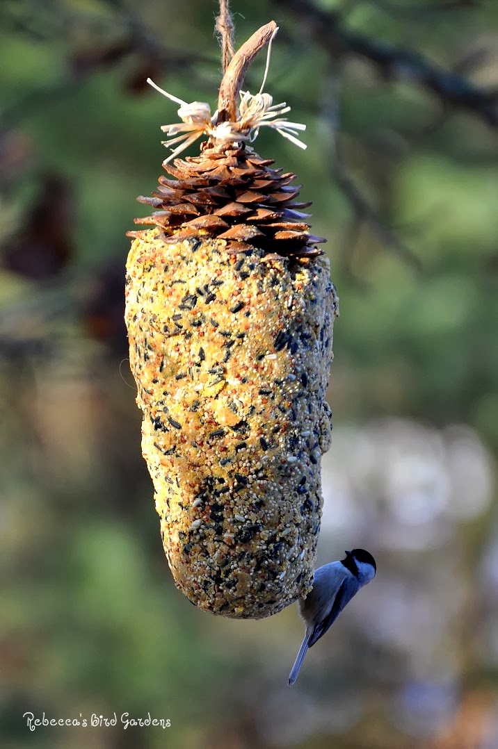 Rebecca's Bird Gardens Blog DIY Giant Sugar Pinecone Suet Feeder