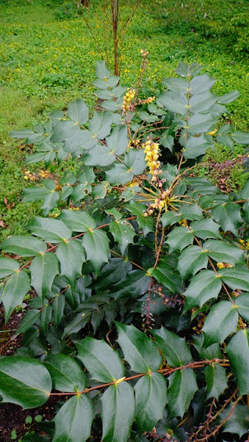 Ogrod Tamaryszka Mahonia Pospolita Dlaczego Mam Ja W Ogrodzie