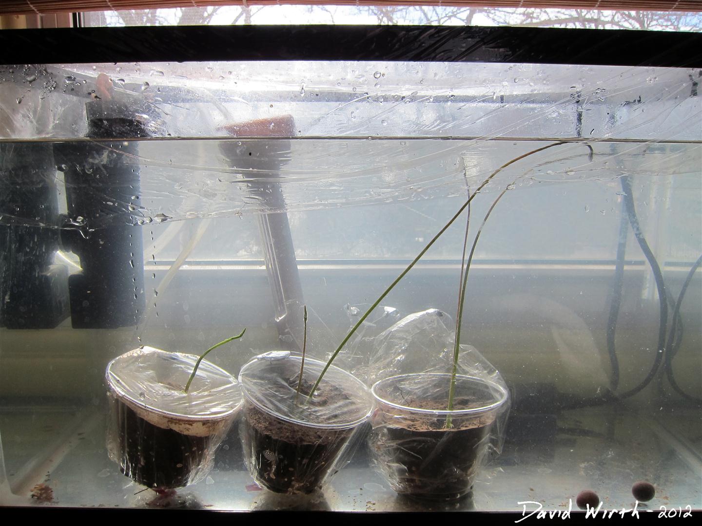 How to Grow a Lotus Plant Indoors from a Seed