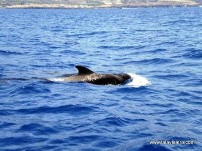 Excursión para ver delfines calderones en su hábitat natural Excursion Delfines Calderones Los Gigantes, Tenerife
