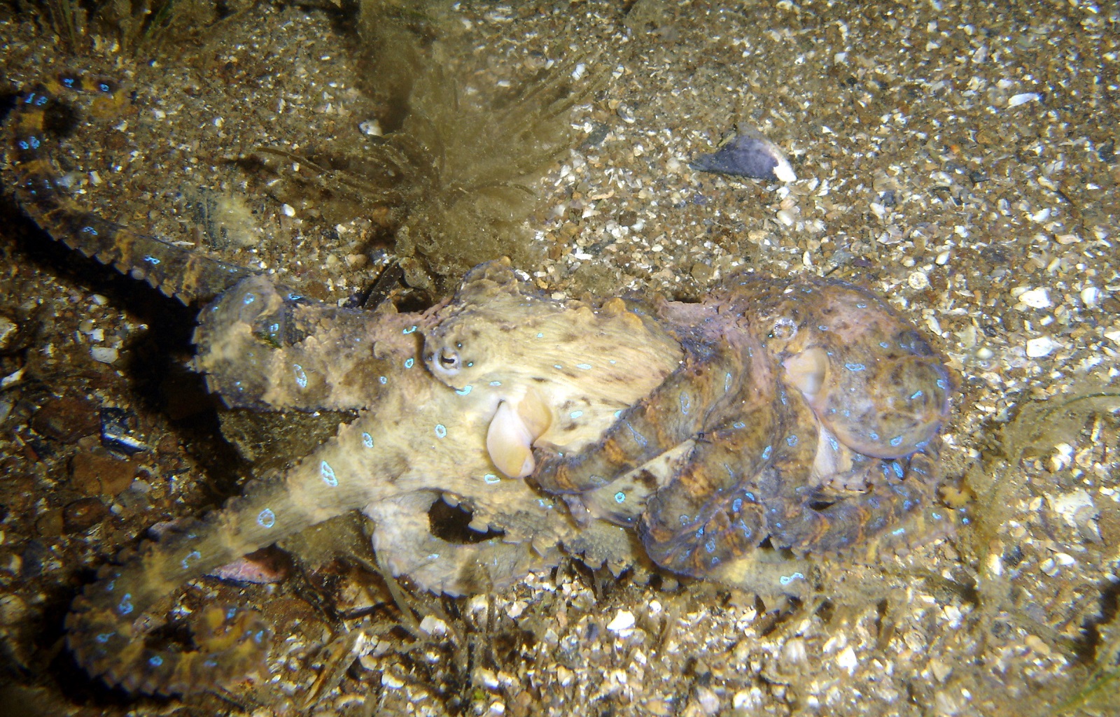 real monstrosities blue ringed