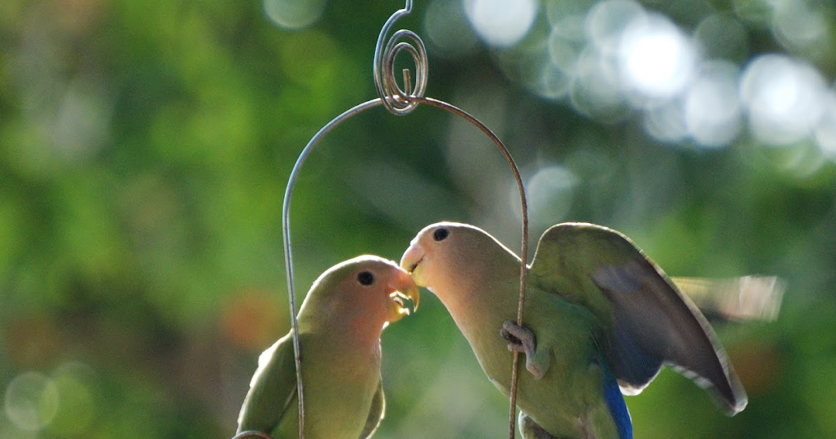 Captured Moments by LissC Kissing Love Birds
