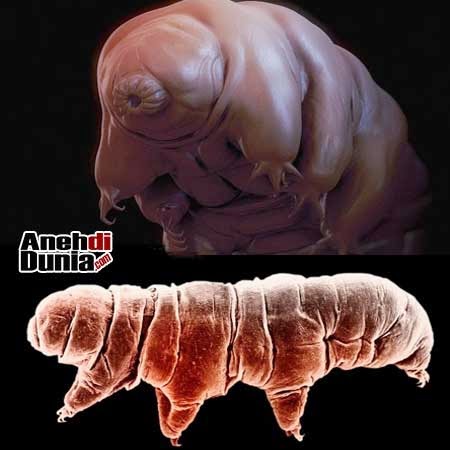 Membahas Profil Didunia Tidak Ada Yang Abadi Terbaru