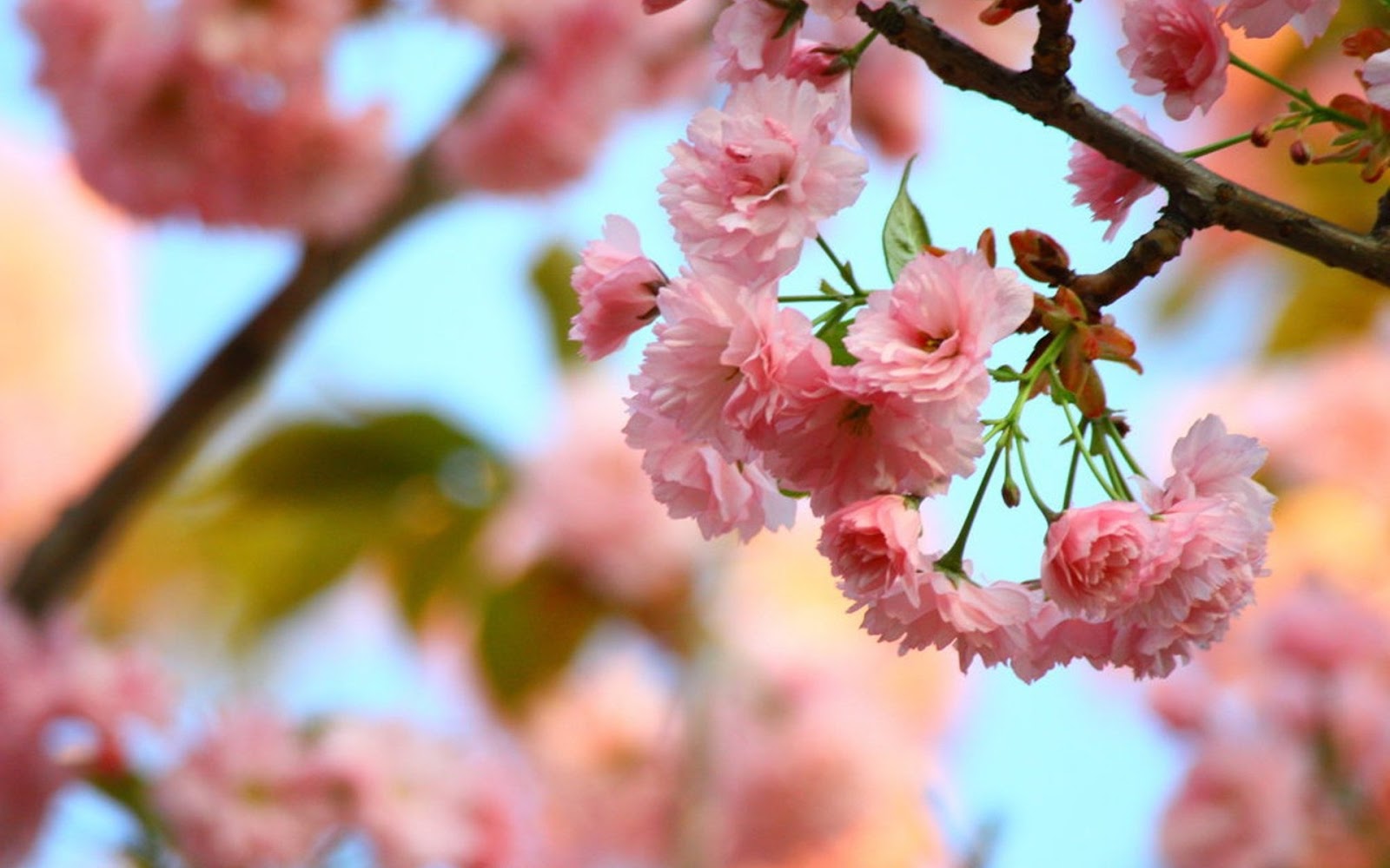 pembe çiçek resimleri , fotoğrafı , wallpaper , duvar kağıdı