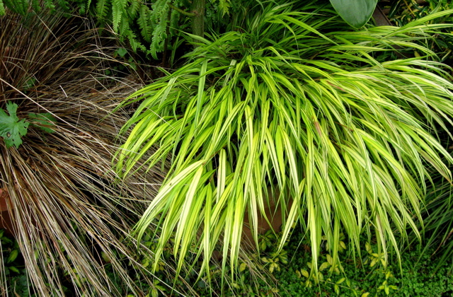 Arrowhead Alpines Blog The Three Rules To Growing Daphnes