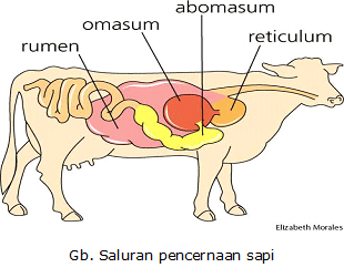 Blogger Takokak Sistem Pencernaan Hewan Ruminansia