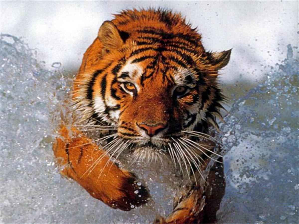 best 3d wallpapers