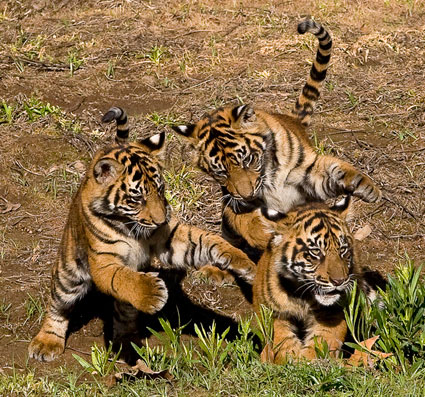 Sumatran Tiger | The True Adventures