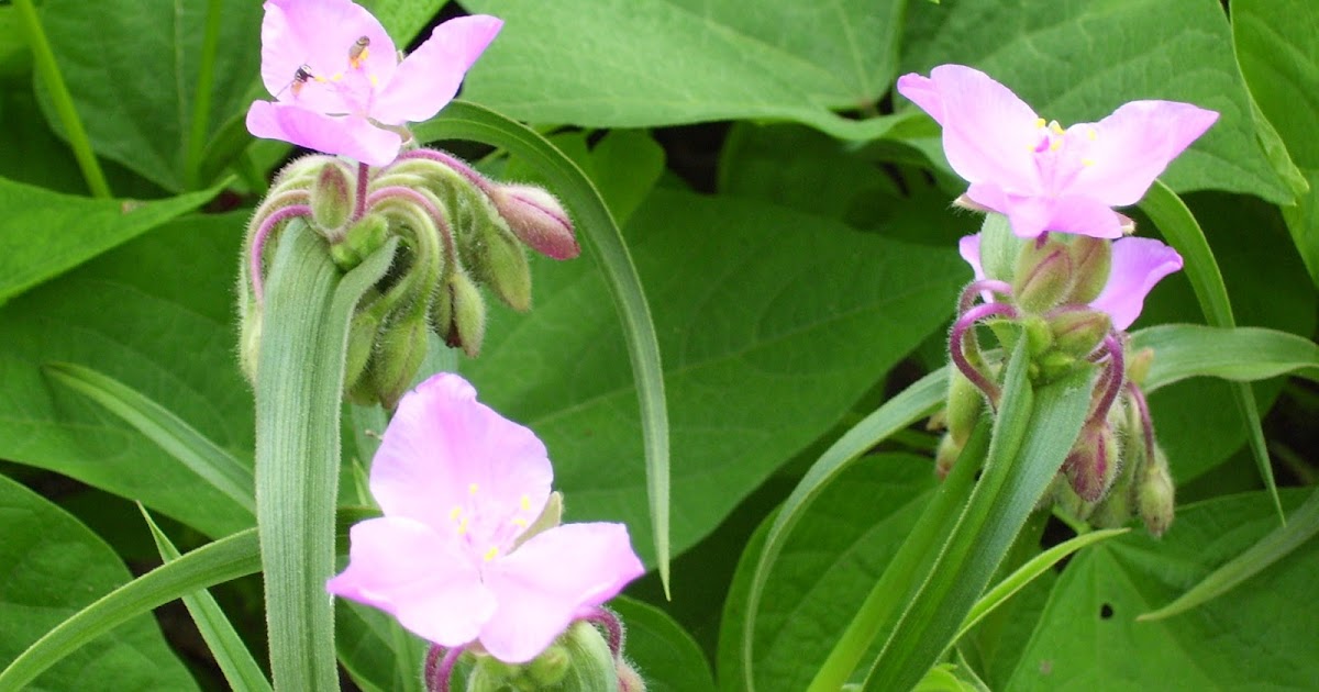 Talking to Plants: Making a Garden
