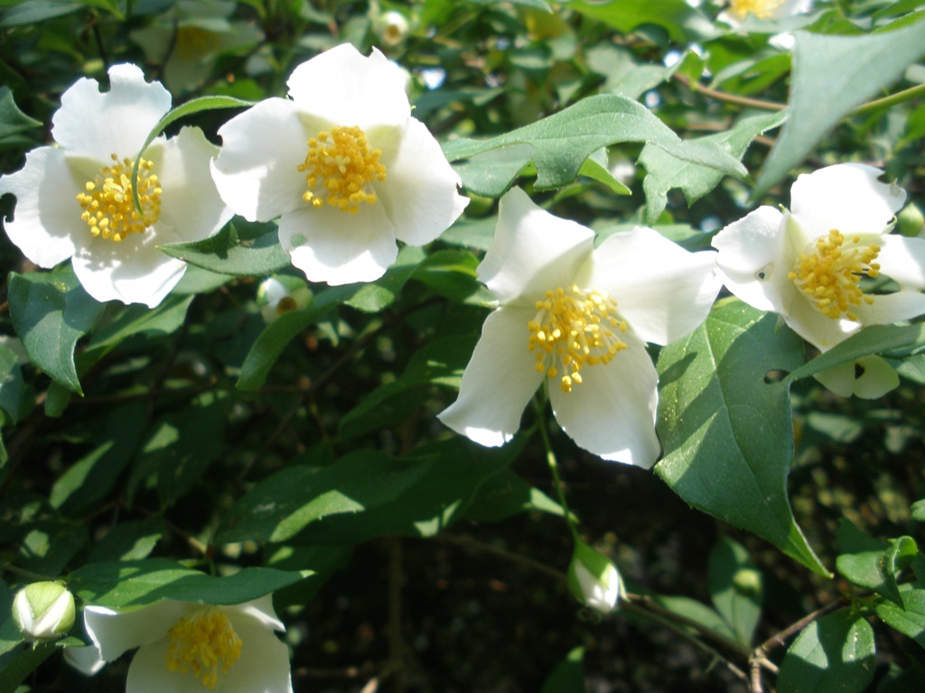 Clay And Limestone Wildflower Wednesday Scentless Mock Orange