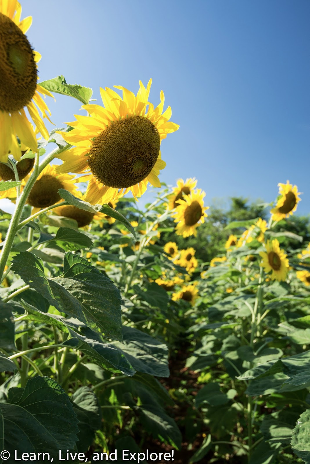 Sunflower Fields of Maryland Learn, Live, and Explore!
