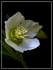 islamda siir ve sair hakkinda detaylar resulullah sav fetvalari 1