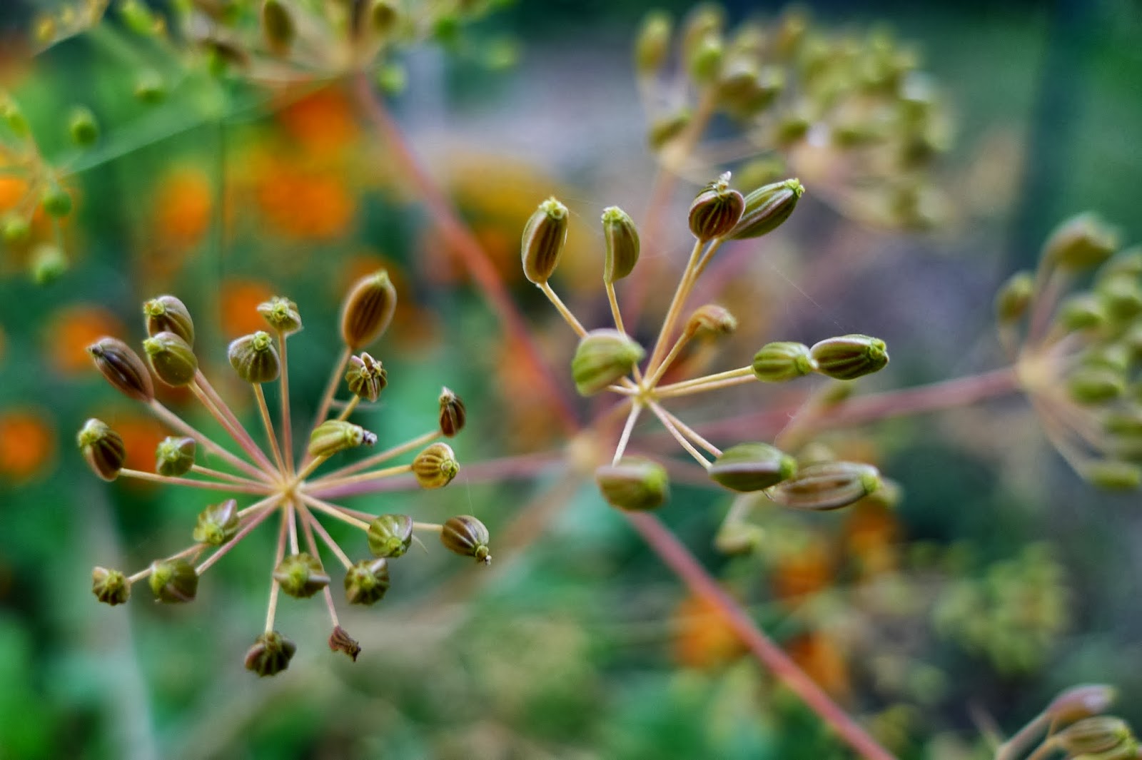 Less Noise, More Green What to do with herbs over winter
