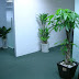dịch vụ cho thuê cây xanh văn phòng