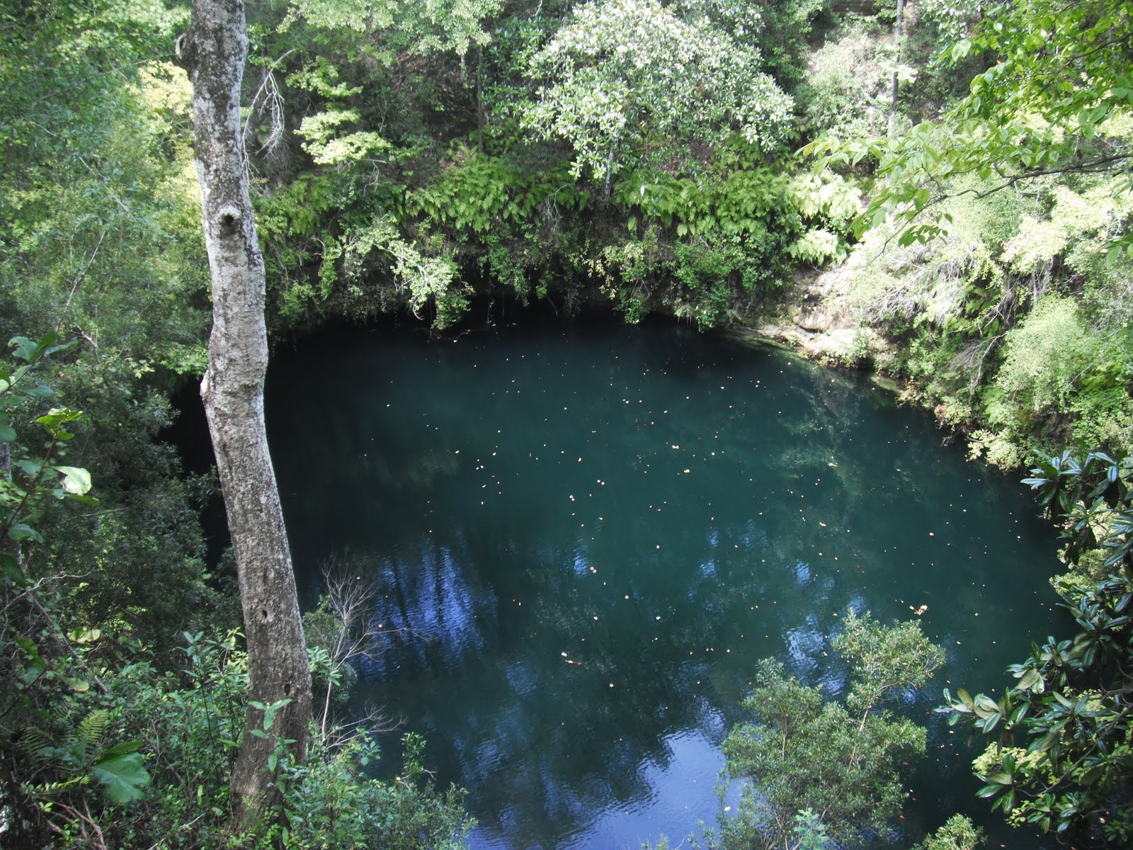 Biological Tales From The Brine Queen Leon Sinks State Park