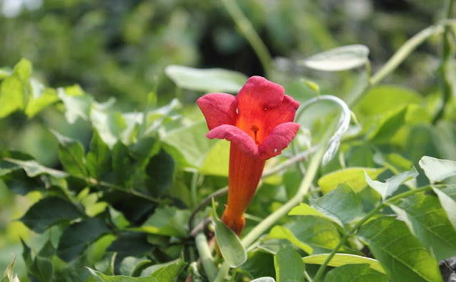 Trumpet Vine Flowers Pictures