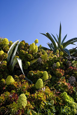 Future Plants By Randy Stewart Pittosporum