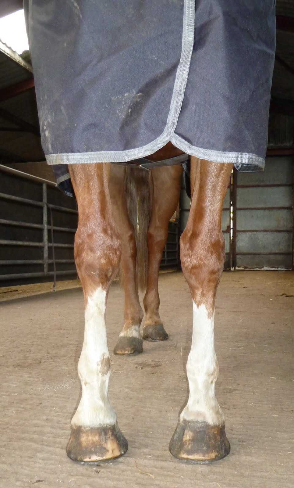 Rockley Farm Zan update on a very flatfooted horse