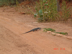 O teiú na caatinga