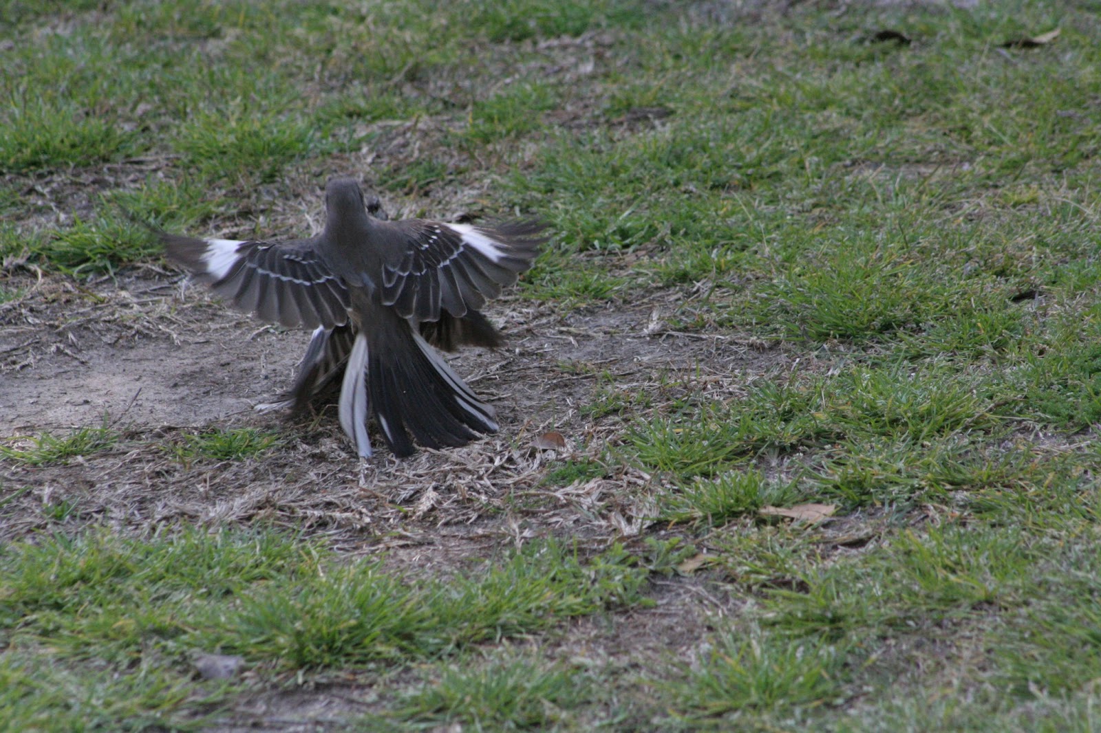 Snapper II Dueling or Mating, Mocking Birds.