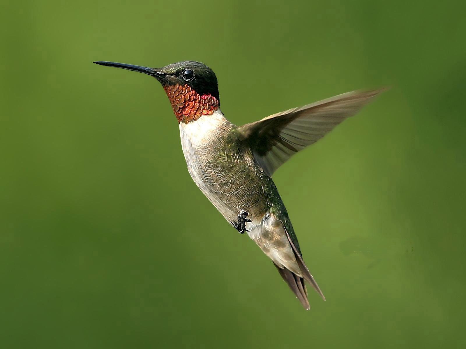 Hummingbird | Animal Wildlife