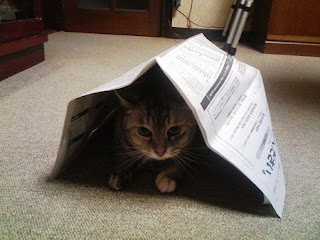 Un gato agazapado bajo una hoja de periódico