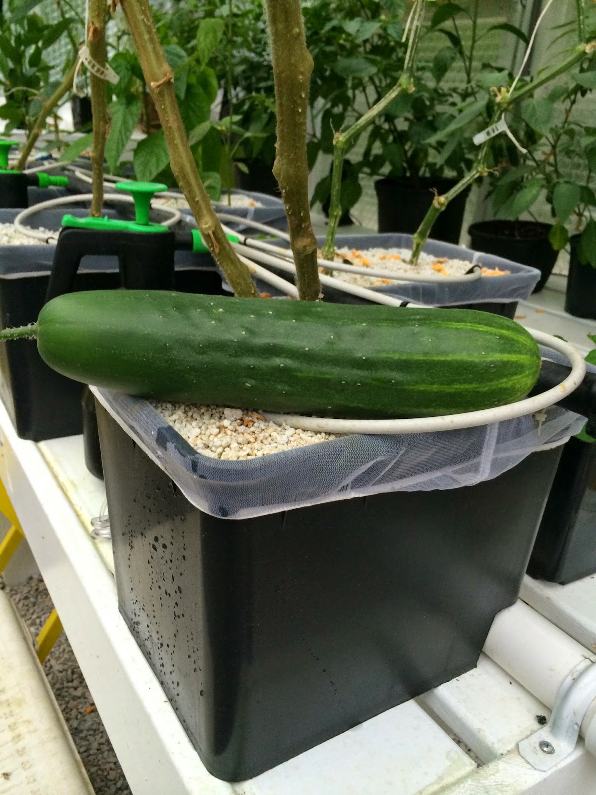 Hydroponic Pioneer Cool as a Cucumber
